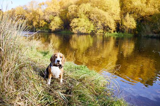 Colorful autumn landscape. A beagle dog sits in the dry grass by the river. The yellow foliage of the trees is reflected in the river.
