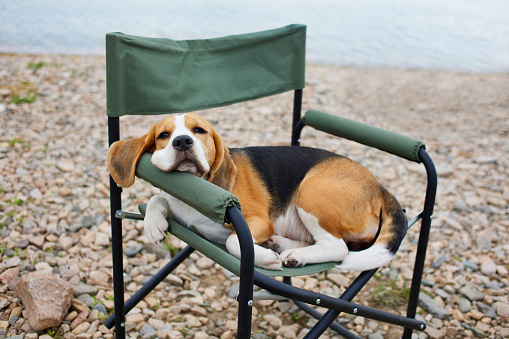 The dog is lying on a folding camping chair on a pebble beach. The concept of rest and travel with a pet.