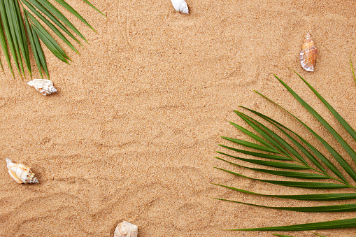 Palm leaf and shells on a sandy beach. Summer natural background. A pattern in the form of waves on the sand on the beach. Top view.