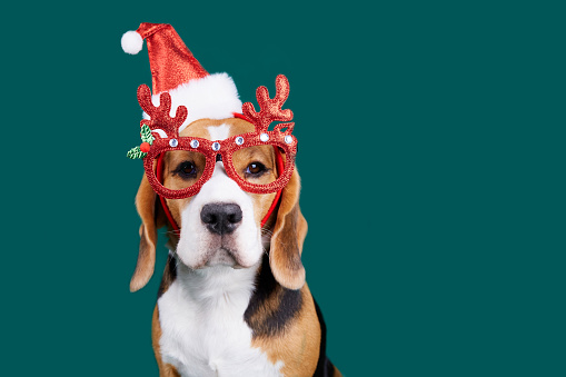 A beagle dog wearing a Santa Claus hat and glasses with deer antlers on a green isolated background. Happy New Year and Merry Christmas greeting card with a pet. The concept of humanization of animals