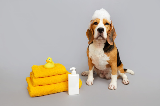 Beagle dog with soap foam on its head while bathing. The concept of grooming, pet care