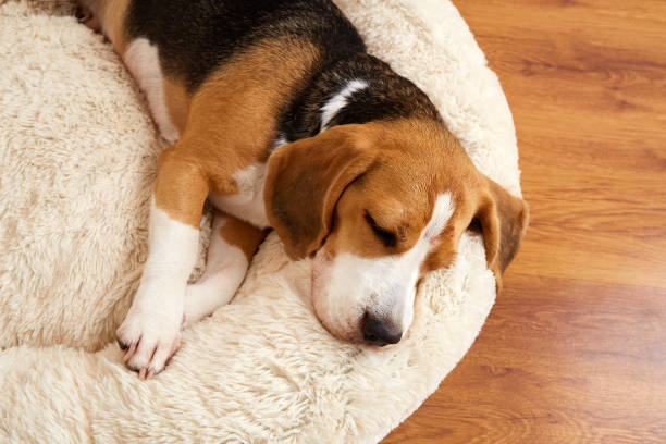 istock Cute dog beagle sleeps on a soft pillow, a dog bed. 1711327197