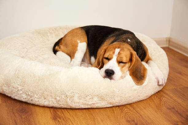 istock The beagle dog sleeps on a soft pillow, a dog bed 1711327220