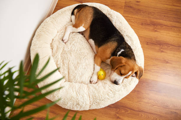 istock Beagle dog sleeps on a soft pillow, a dog bed. 1711327232