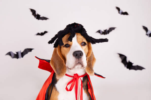 istock A beagle dog with a spider on its head and a devil's cape on a gray isolated background. 1711327777