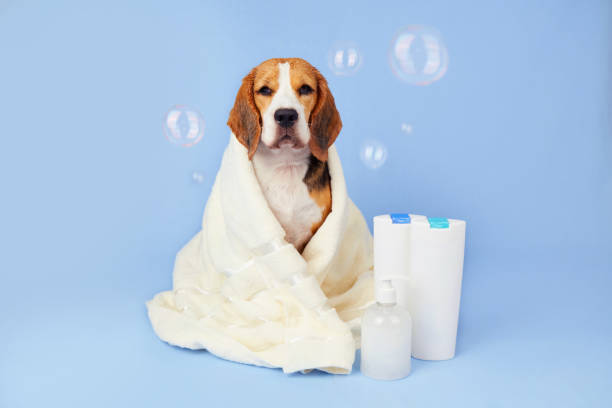 istock Cute beagle dog in a white towel after bathing on a blue isolated background 1711328307