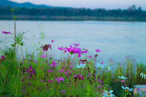 Purple flowers  at early evening and sunset at Mekong river in Chiang Khan, Loei province