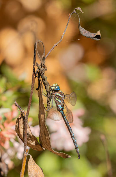 istock A Paddle-tailed Darner, Aeshna palmata, Stanley Park, Vancouver 1711339134