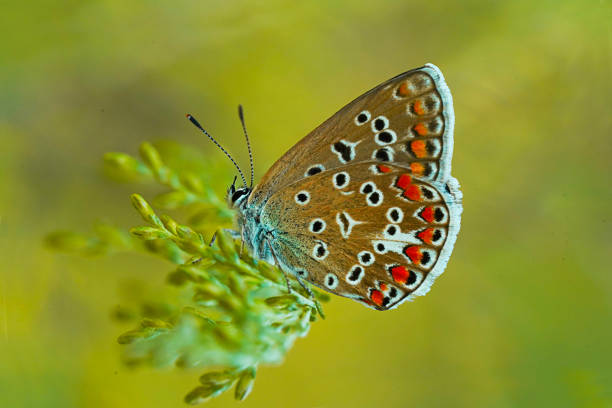 istock Multicolored butterfly in the nature 1711339140
