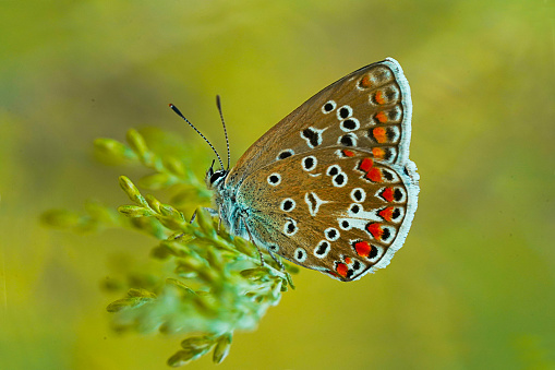 Multicolored butterfly in the nature . macro photography