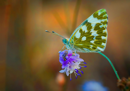 Multicolored butterfly in the nature . macro photography