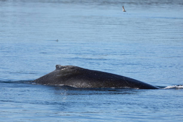 istock Humpback Whale, Megaptera novaeangliae, dorsal fin: Canada 1711339648