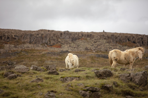 The beautiful Icelandic horses in vast open field with mountain background spotted in Iceland.