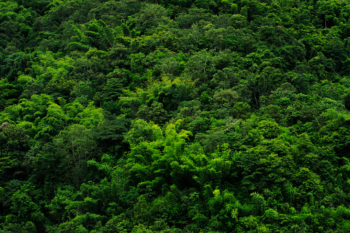 Pictures of beautiful natural landscapes, trees and mountains.