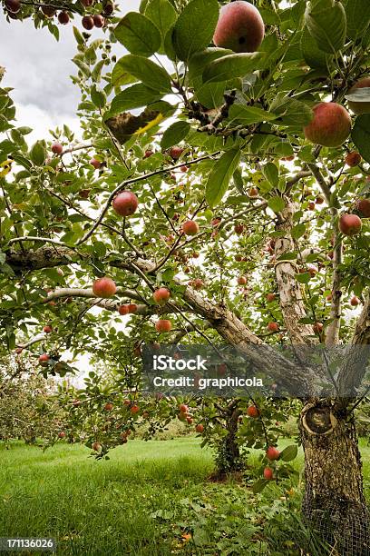 Jabłonie Produkujące Jabłka W Orchard - zdjęcia stockowe i więcej obrazów Czerwony - Czerwony, Drzewo, Fotografika