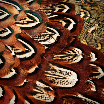 Close-up of Ring-necked pheasant plumage (male bird).