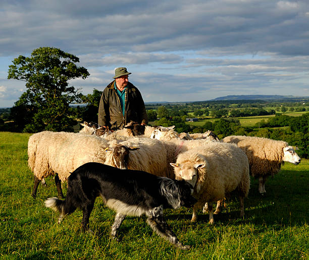 agricultura - pastor de ovelhas - fotografias e filmes do acervo