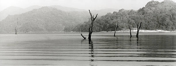 Periyar Lake View at the Periyar lake . a great water reservoir ilocaded in Kerala, South India. periyar wildlife sanctuary stock pictures, royalty-free photos & images