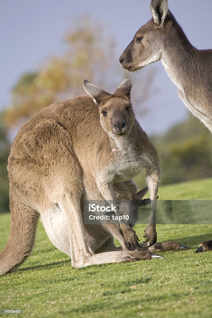 Kangourou en famille - Photo de Animal femelle libre de droits
