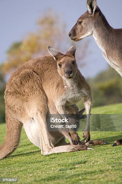 Photo libre de droit de Kangourou En Famille banque d'images et plus d'images libres de droit de Animal femelle - Animal femelle, Animal mâle, Australie