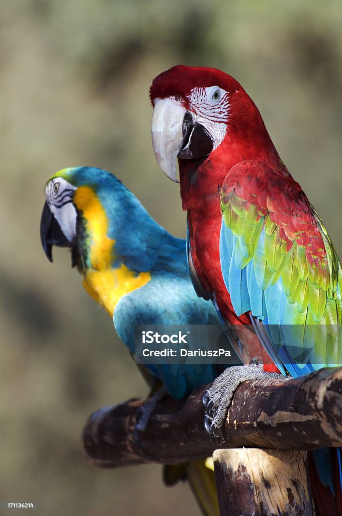 아름다운 macaws 커플입니다 - 로열티 프리 마코앵무새 스톡 사진