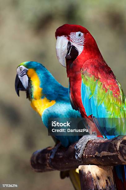 Foto de Casal De Belíssimas Araras e mais fotos de stock de Arara - Arara, Natureza, Amizade