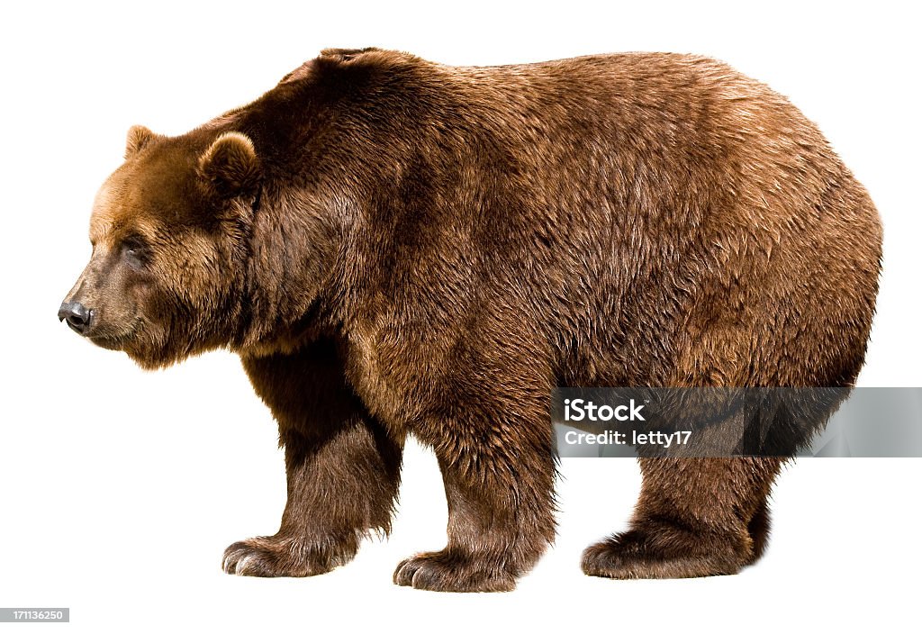 bear isolated brown bear isolated on white - side view Bear Stock Photo