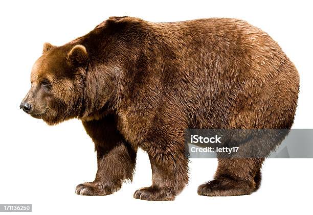 Bear Isolated Stock Photo - Download Image Now - Bear, White Background, Cut Out