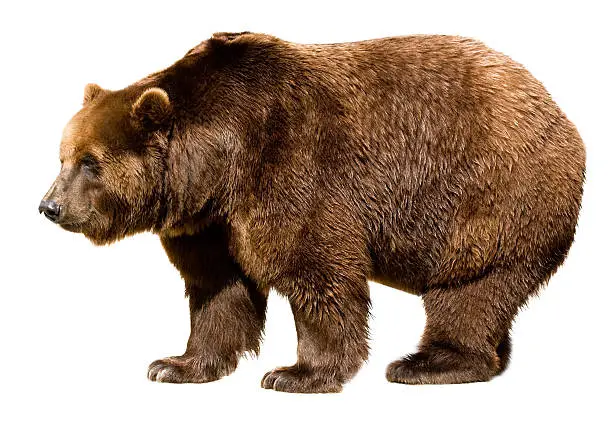 Photo of bear isolated