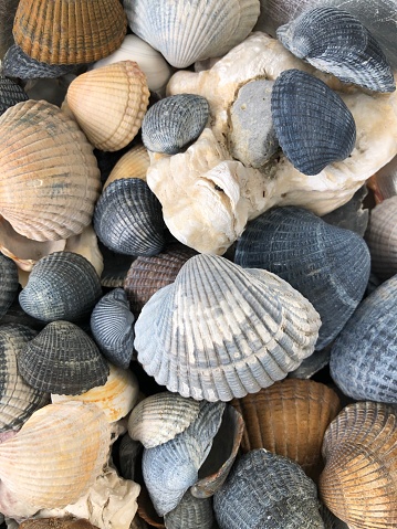 A close up of many seashells