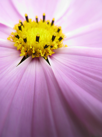 Cosmos flower macro, focus on the front edge of the yellow portion of the image.