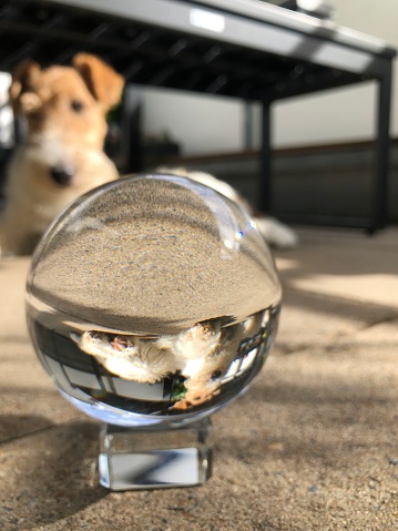 A glass ball photography with a dog