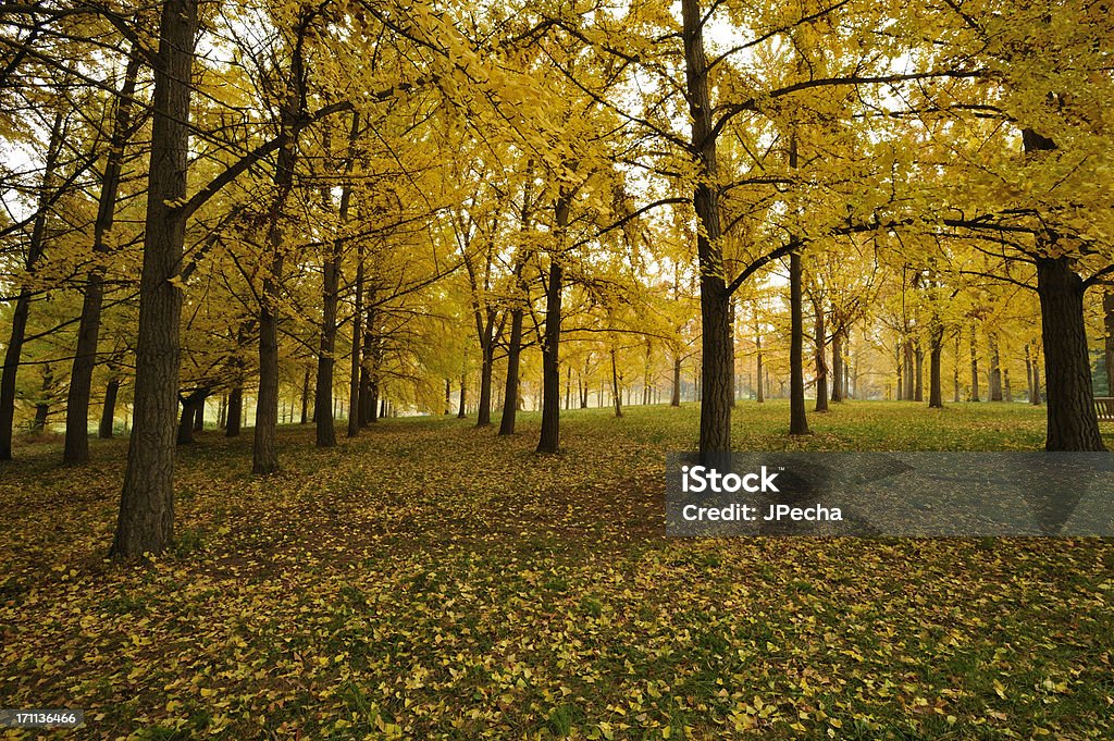 Vibrante, multicolored Hojas otoñales en un bosque. - Foto de stock de Arboleda libre de derechos