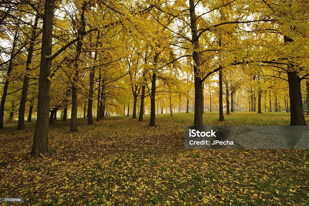 Multicolore brillante foglie d'autunno in una foresta di grandi dimensioni. - Foto stock royalty-free di Arboreto