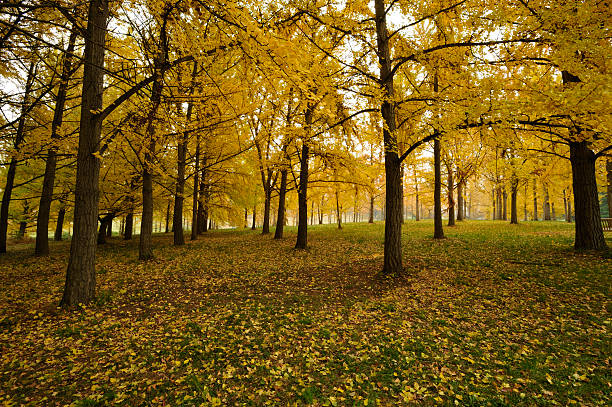 vibrante, multicolorido folhas de outono em um grande floresta. - virginia ginkgo tree tree autumn - fotografias e filmes do acervo
