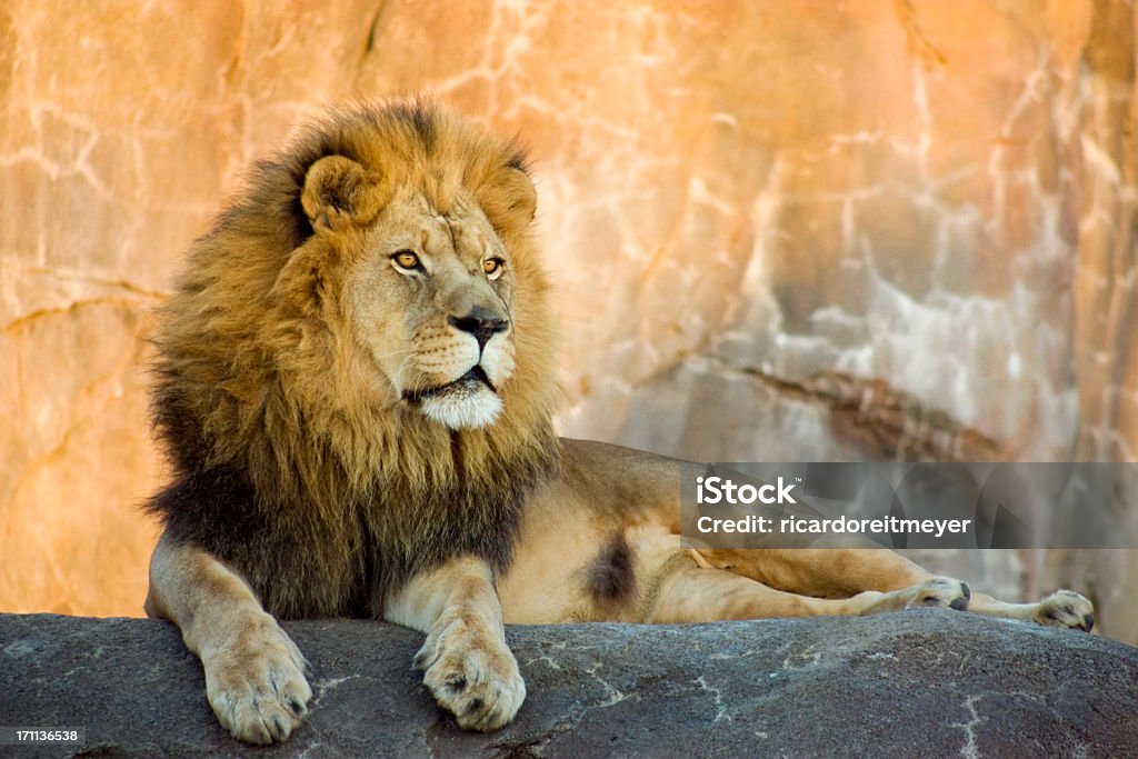 Roi Lion de bêtes se reposer au coucher du soleil - Photo de Lion libre de droits