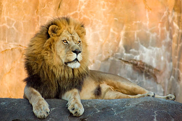 roi lion de bêtes se reposer au coucher du soleil - lion mane strength male animal photos et images de collection