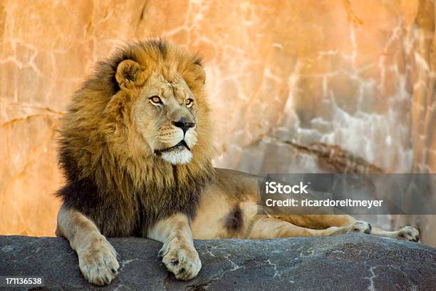 Lion King Można Nakarmić Zwierzęta Odpoczywać O Zachodzie Słońca - zdjęcia stockowe i więcej obrazów Lew - Wielki kot