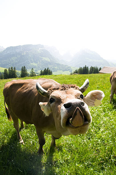 istock cow sticking out tongue 171136539