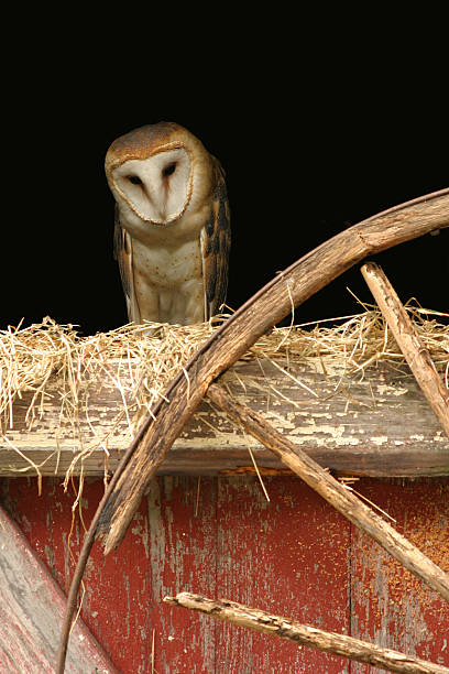 Single barn Owl on top of a tree trunk , looking at view.