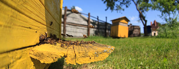 honey bee 隣にある apiary ビーハイブ - beehive rural scene bee outdoors ストックフォトと画像