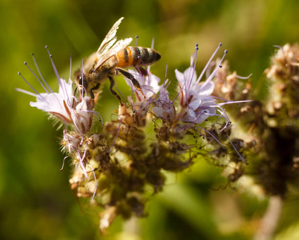 istock bee collecting honey from the phacelia flower 171136712