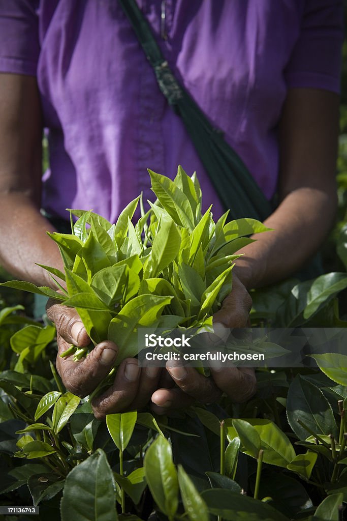 Świeżo oskubane Liście herbaty - Zbiór zdjęć royalty-free (Fotografika)