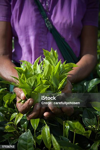 Świeżo Oskubane Liście Herbaty - zdjęcia stockowe i więcej obrazów Fotografika - Fotografika, Garść, Herbata chińska