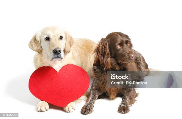 두 멍멍이 및 심장 개에 대한 스톡 사진 및 기타 이미지 - 개, 밸런타인데이, 하트 모양