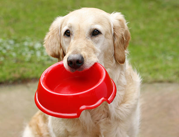 istock Golden Retriever with dog bowl 171136938