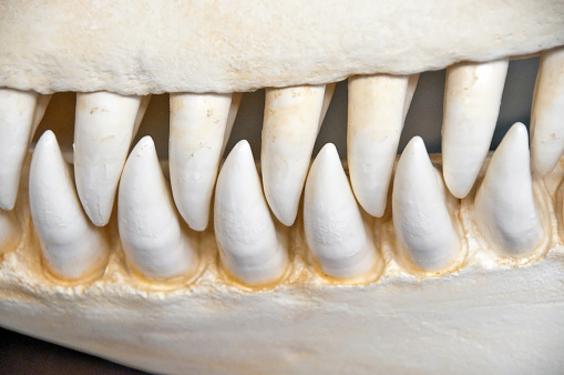 The teeth and jaw bones of a large Killer Whale.