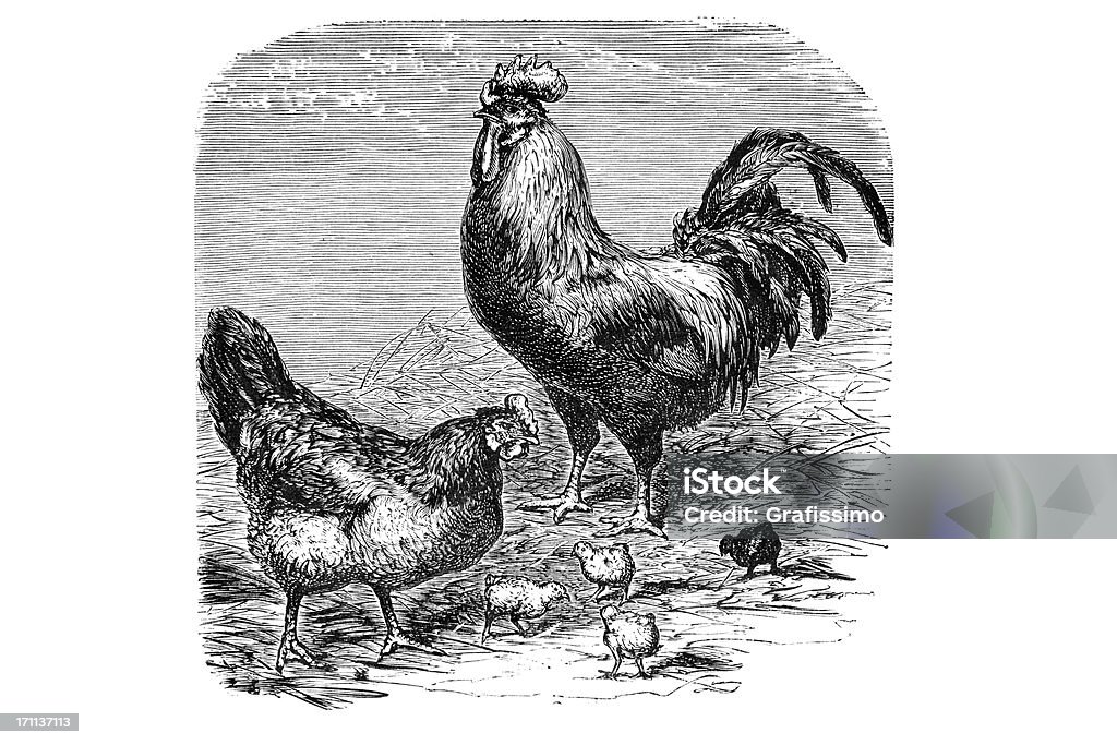 Incisione della famiglia di pollo - Illustrazione stock royalty-free di Illustrazione