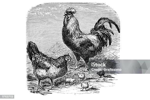 Incisione Della Famiglia Di Pollo - Immagini vettoriali stock e altre immagini di Illustrazione - Illustrazione, Pollo, Stile del XVIII secolo