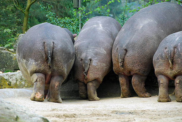 A hippo in St Lucia, South Africa